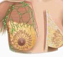 Fibroadenom - příčiny, příznaky, léčba