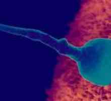 Jak dlouho žít vajíčko po ovulaci?