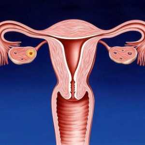 Děložního hrdla: onemocnění a léčba