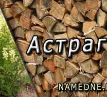 Léčivé vlastnosti Astragalus, a kontraindikace aplikace