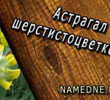 Astragalus sherstistotsvetkovy terapeutické vlastnosti, využití, kontraindikace