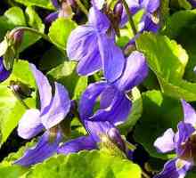 Violet vonící - léčivé vlastnosti