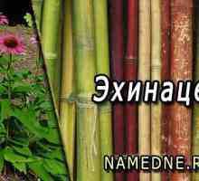 Echinacea - léčivé vlastnosti