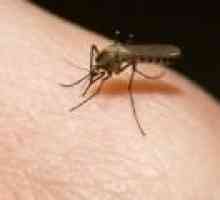 Jak zacházet s komáří kousnutí?