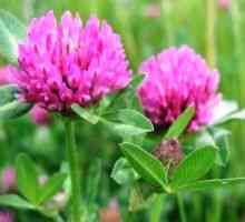 Trifolium pratense (jetel luční) - popis užitečných vlastností, využívání