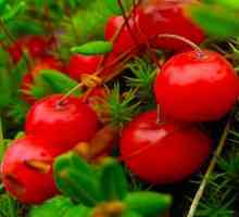 Cranberry léčivé vlastnosti