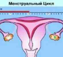 Normální menstruační cyklus u žen