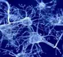 Pomoci speciální neurony v lidském mozku ve vnímání chuti