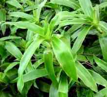 Plant zlatý knír: jeho léčivé vlastnosti a kontraindikace