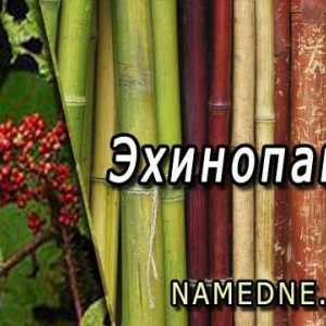 Ehinopanaks - léčivé vlastnosti