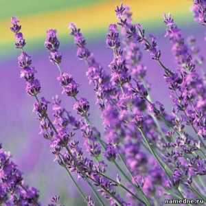 Lavender - léčivé vlastnosti