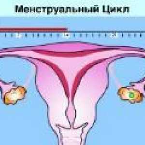 Normální menstruační cyklus u žen